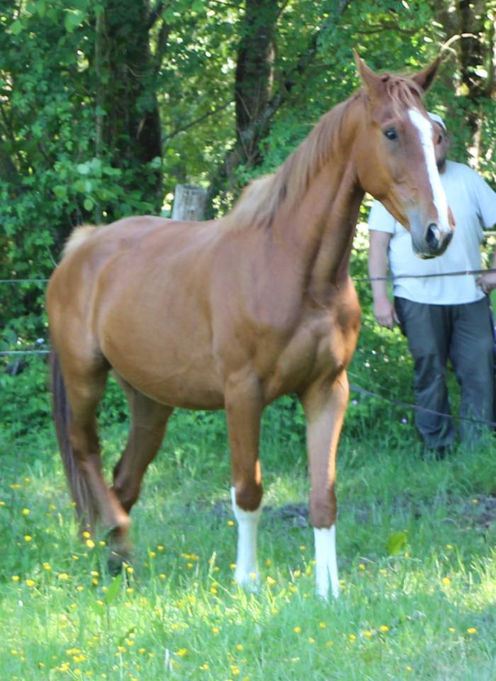Hongre 5 ans SF Originel par Ernest 