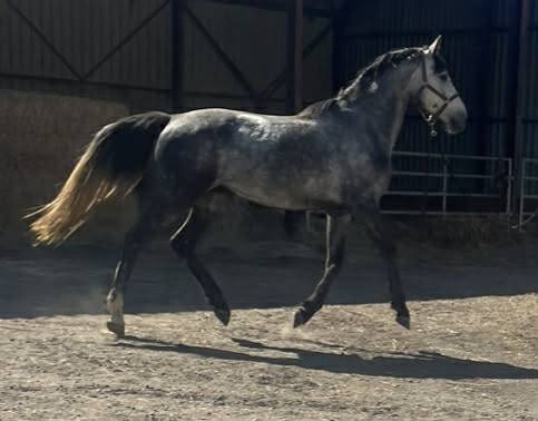 Male 4 ans Catchar mail x Casano