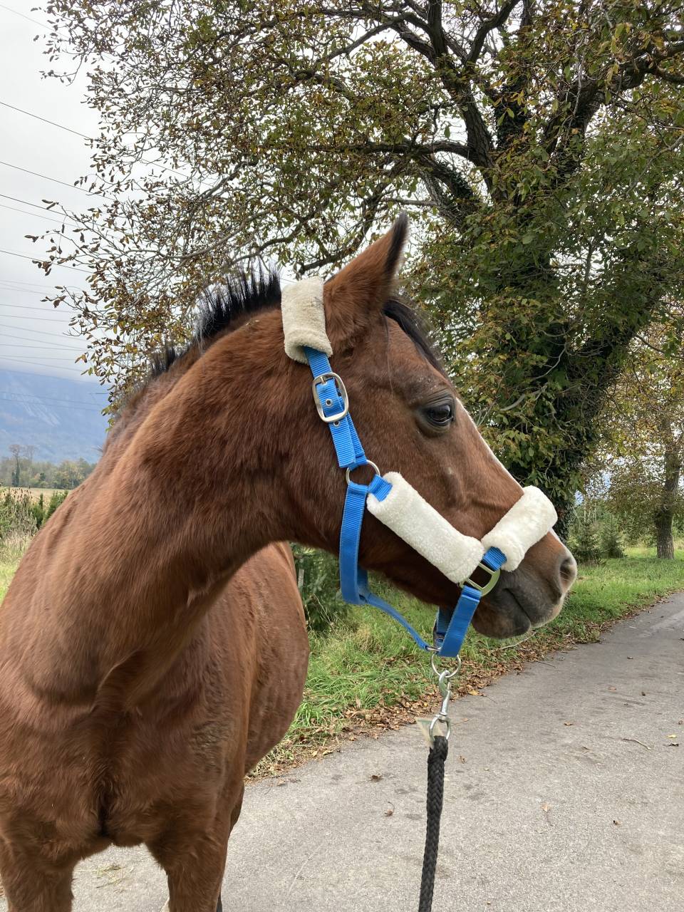 Urgent! Cheval &agrave; la retraite &agrave; placer