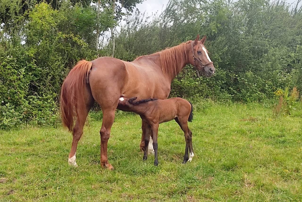 Belle Jument poulini&egrave;re 12 ans - Top Origines
