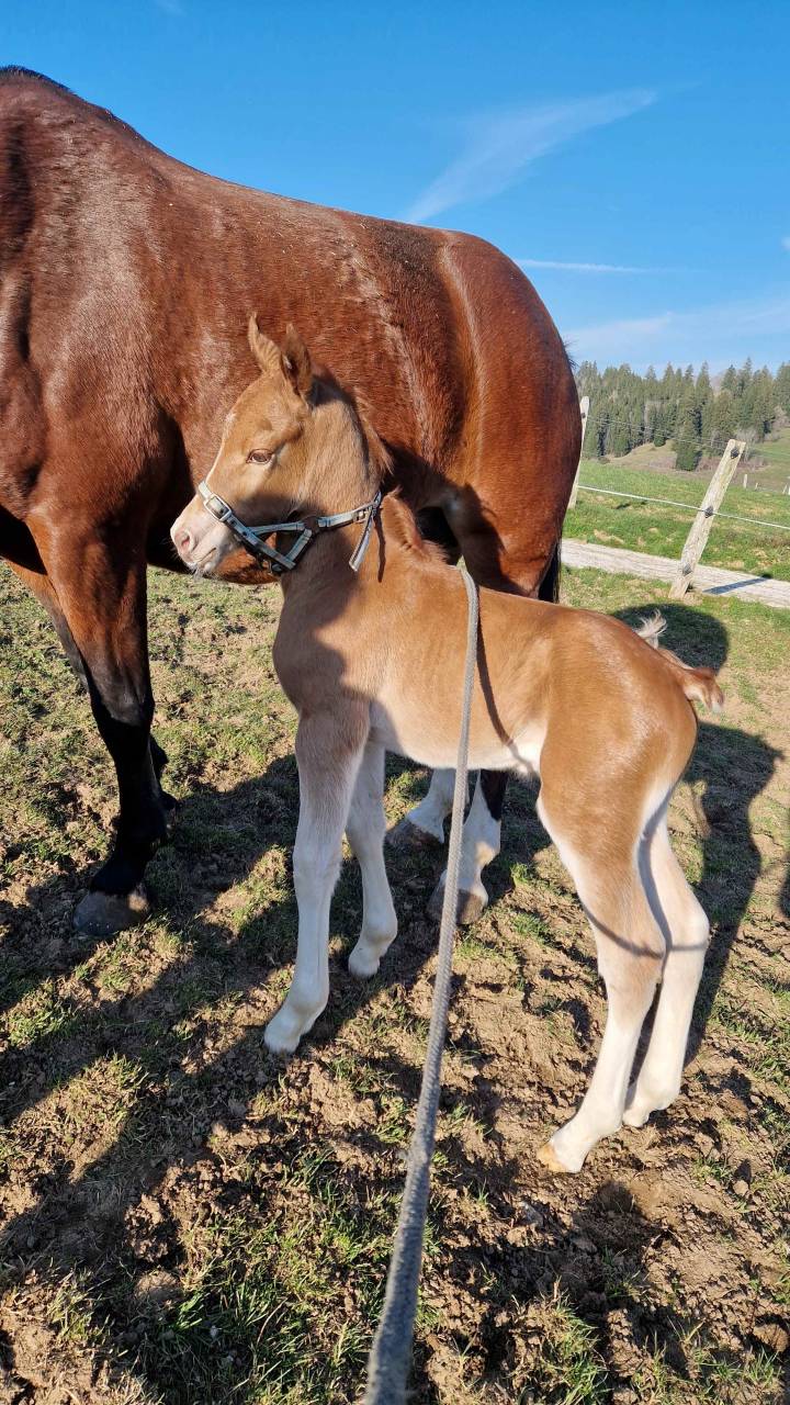 A placer pour cet automne poulain FM Cappucino 