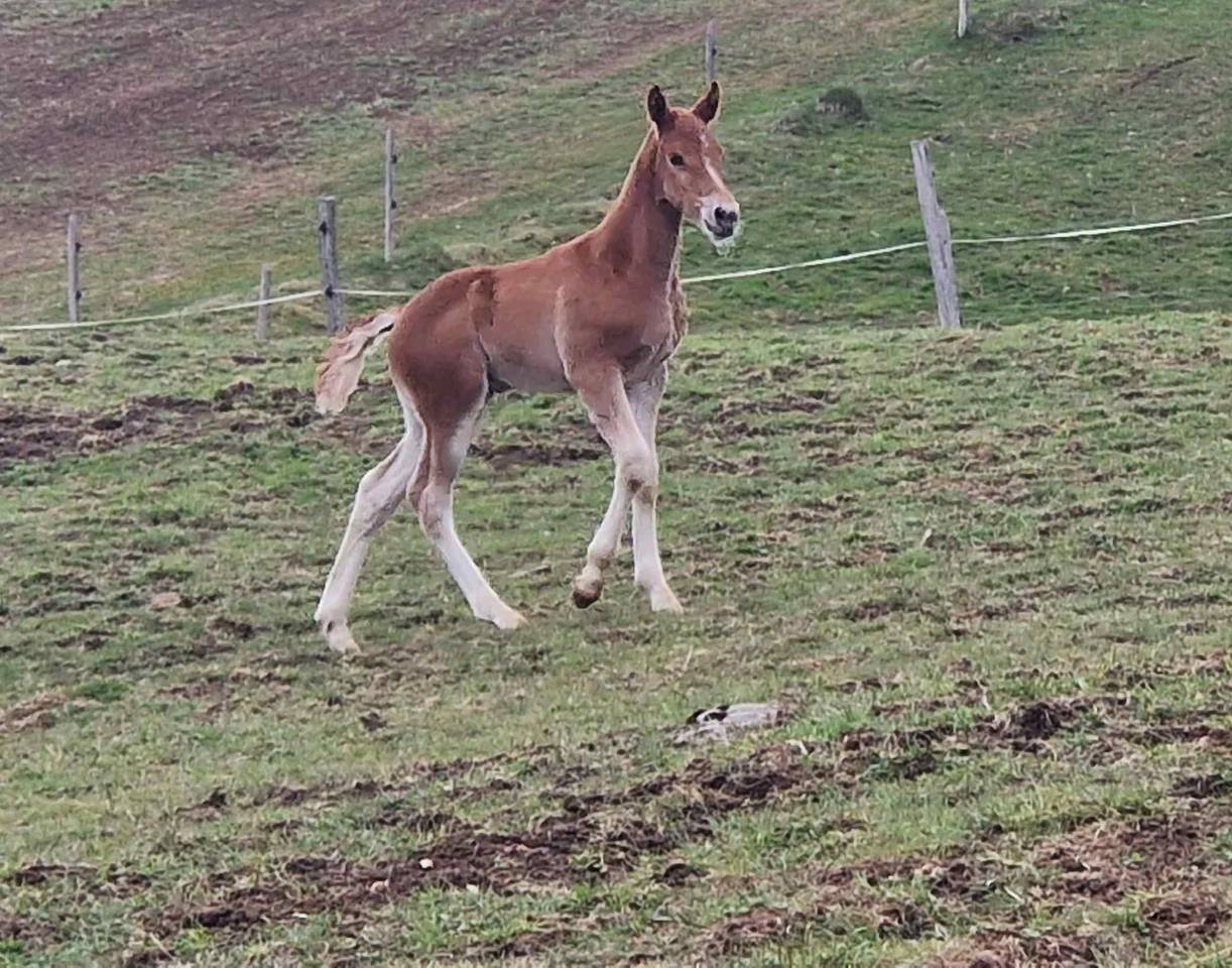 A placer pour cet automne poulain FM Cappucino 