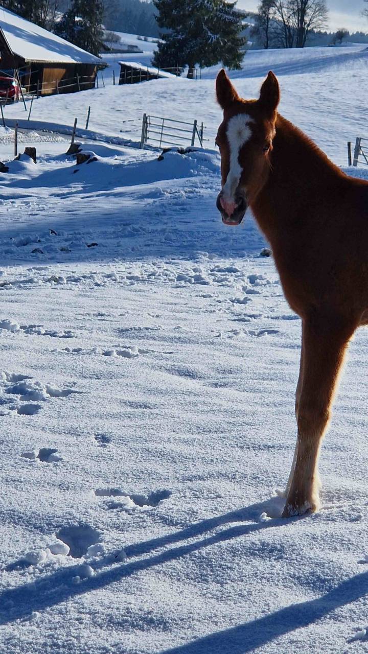 A placer pour cet automne pouliche FM Dynamite