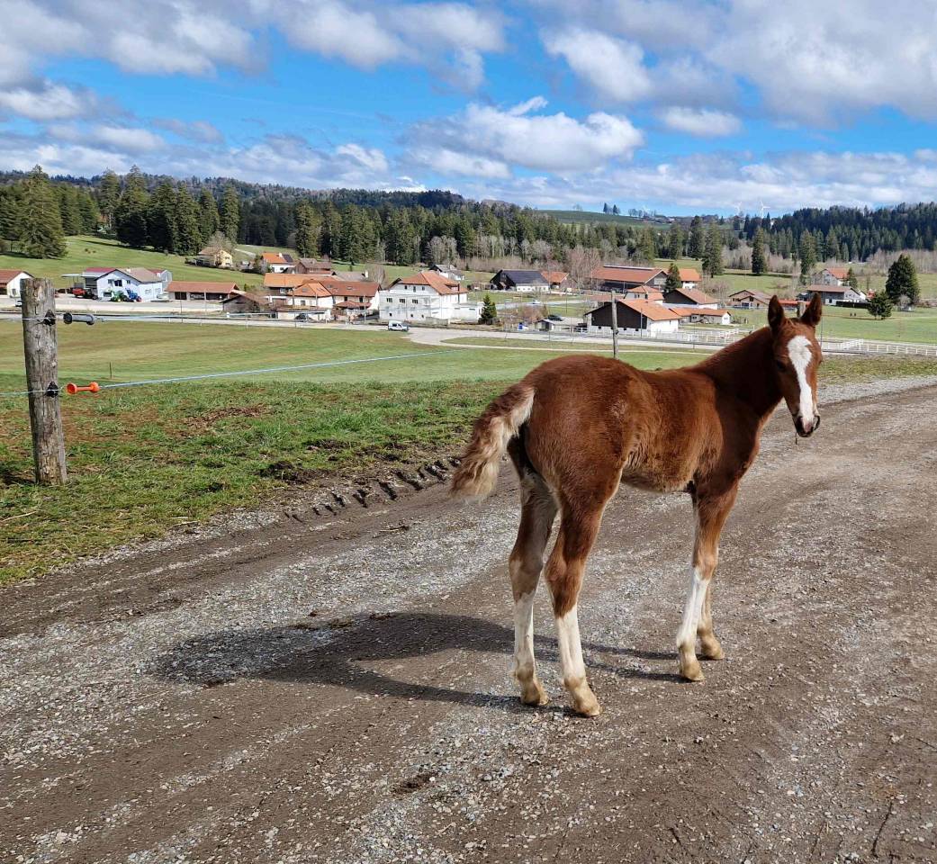 A placer pour cet automne pouliche FM Dynamite