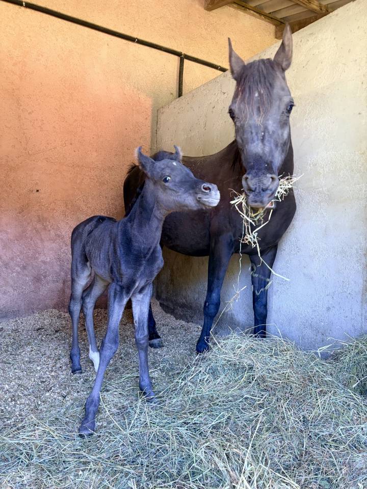 Pouliche Jument PSA Pur-Sang Arabe Homozygote