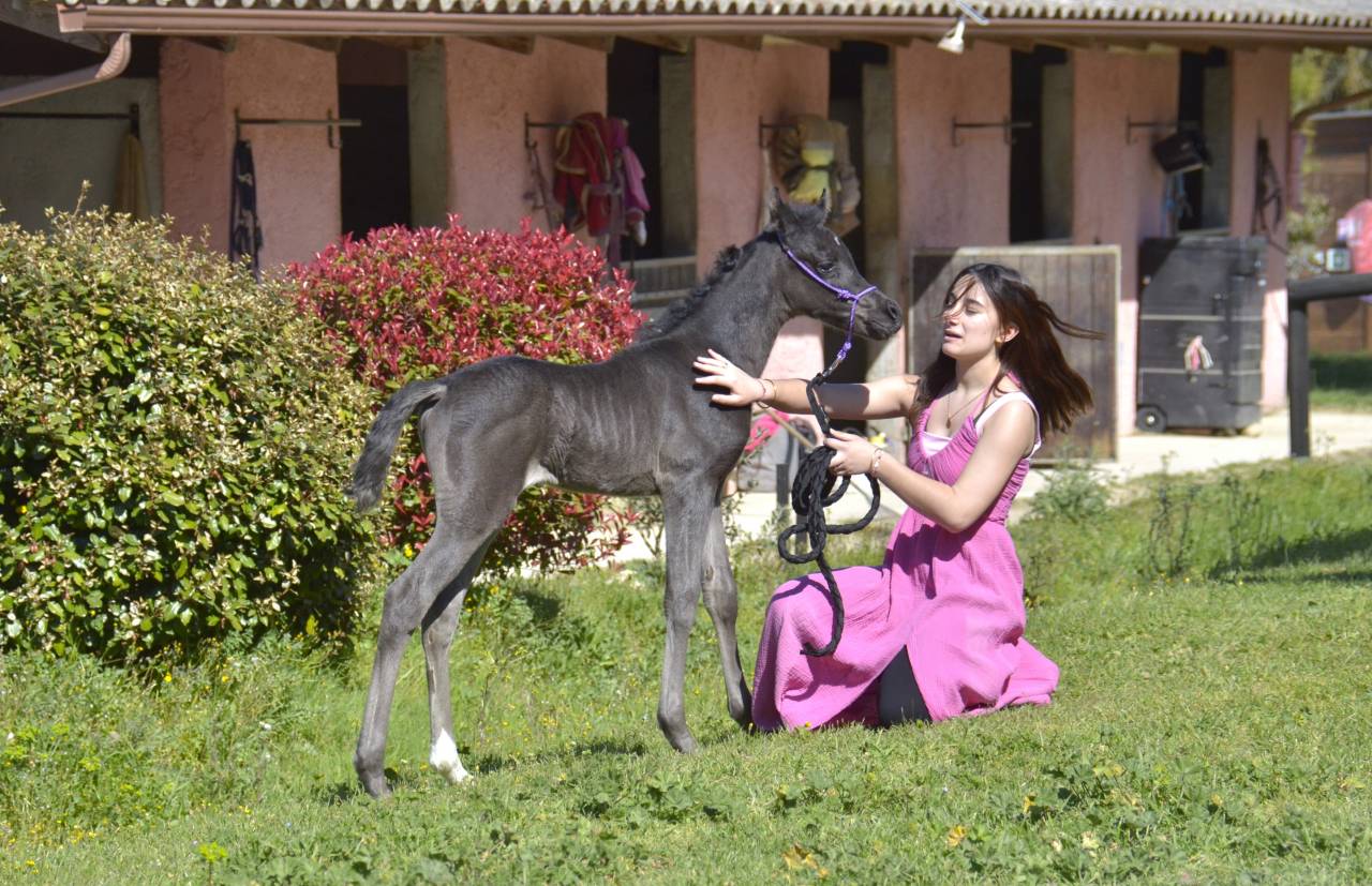 Pouliche Jument PSA Pur-Sang Arabe Homozygote