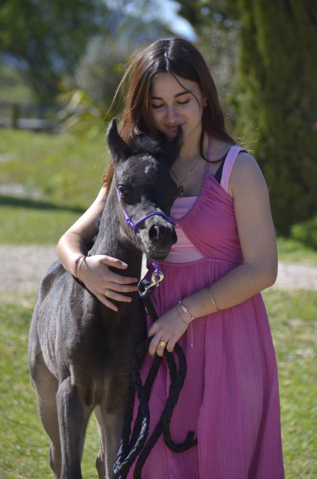 Pouliche Jument PSA Pur-Sang Arabe Homozygote