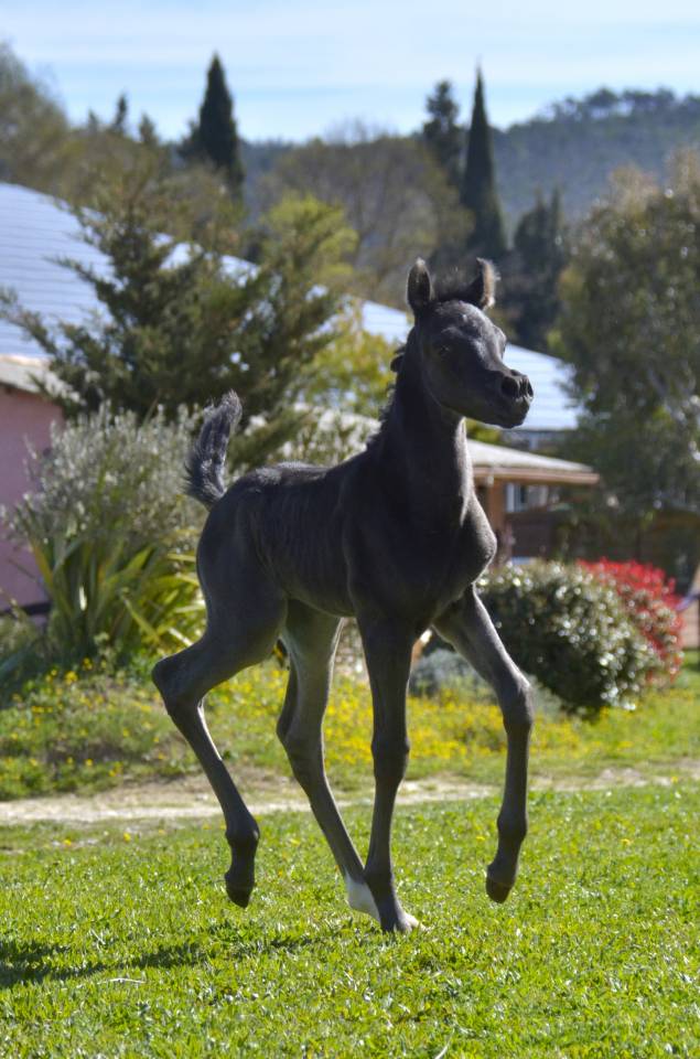 Pouliche Jument PSA Pur-Sang Arabe Homozygote