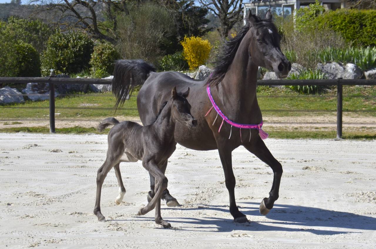 Pouliche Jument PSA Pur-Sang Arabe Homozygote