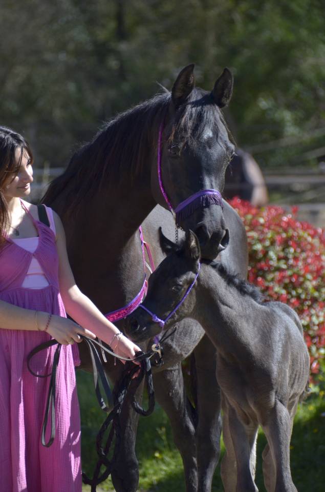 Pouliche Jument PSA Pur-Sang Arabe Homozygote