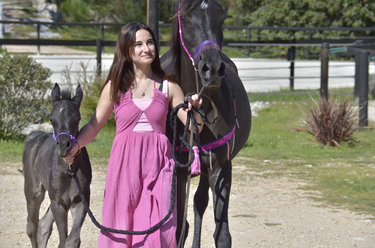 Pouliche Jument PSA Pur-Sang Arabe Homozygote