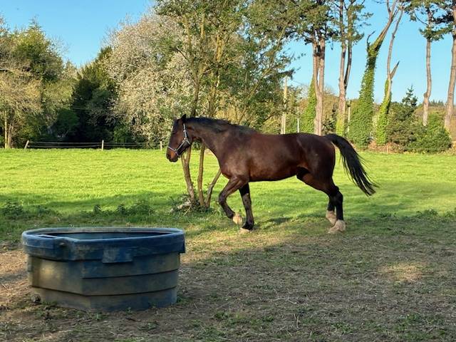 POULINIERE 10 ANS DE CONTENDRO X L'ARC DE TRIOMPHE