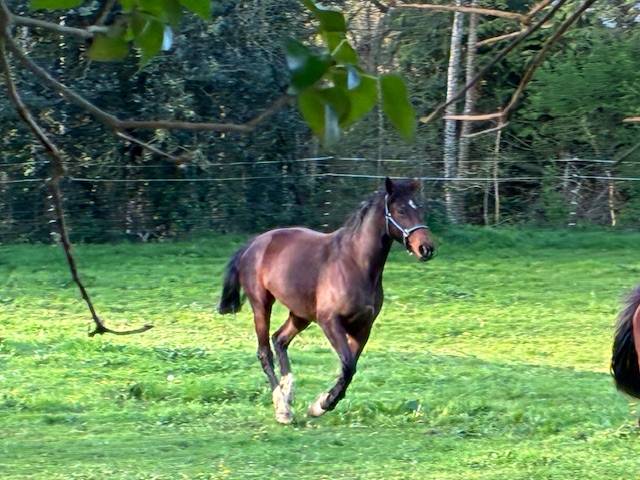 POULINIERE 10 ANS DE CONTENDRO X L'ARC DE TRIOMPHE