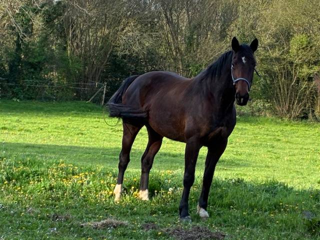 POULINIERE 10 ANS DE CONTENDRO X L'ARC DE TRIOMPHE