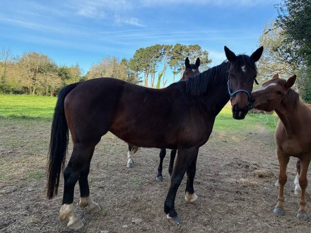 POULINIERE 10 ANS DE CONTENDRO X L'ARC DE TRIOMPHE