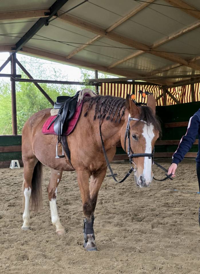 Jument Origine Constat&eacute;e A vendre 2008 Alezan