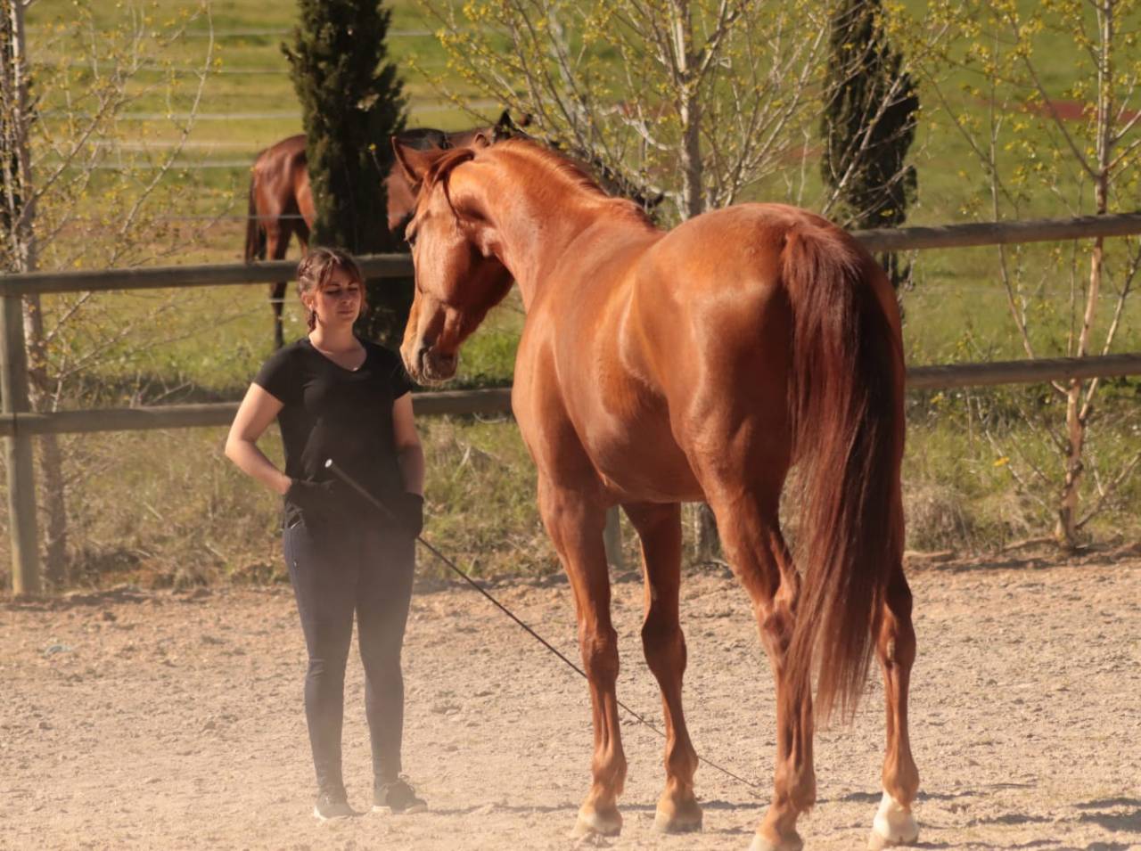 KALINE DE CASTELNAU, JUMENT 6 ANS, ALEZANE, COMPETITION