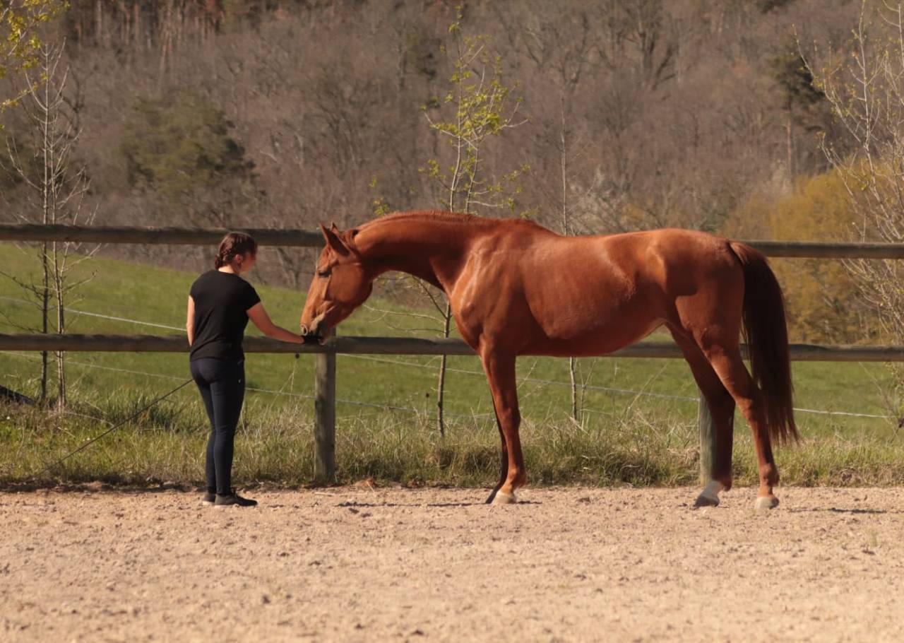 KALINE DE CASTELNAU, JUMENT 6 ANS, ALEZANE, COMPETITION