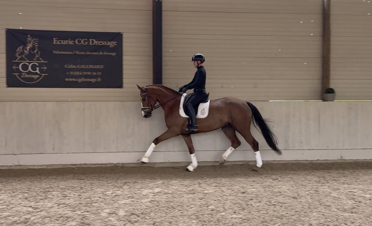 Prometteuse Jument Hanovrienne 