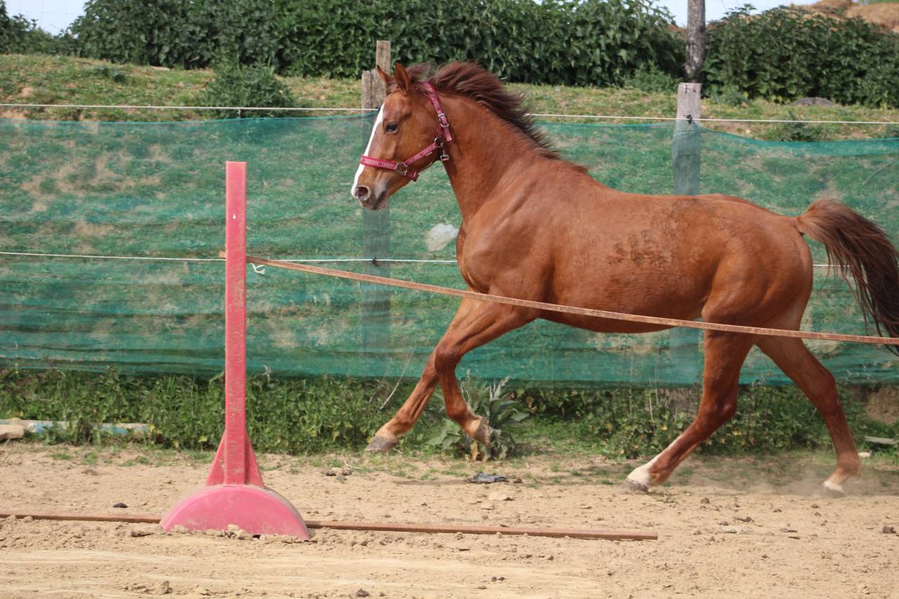 cheval,cso,cce