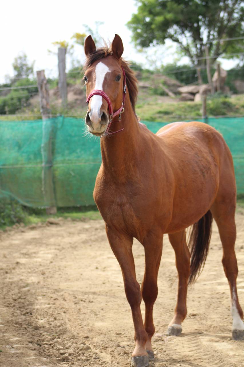 cheval,cso,cce