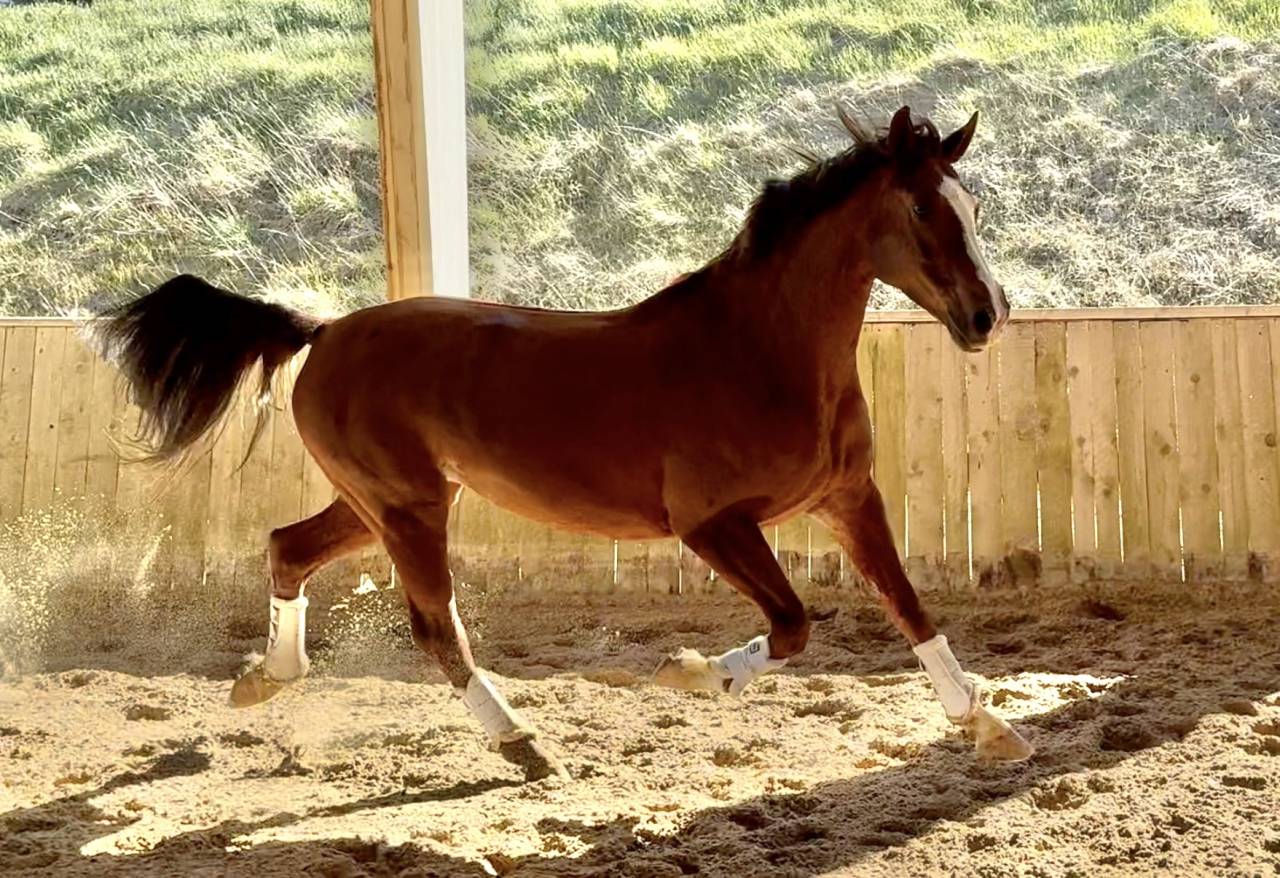 jument hanovrienne dressage 10 ans