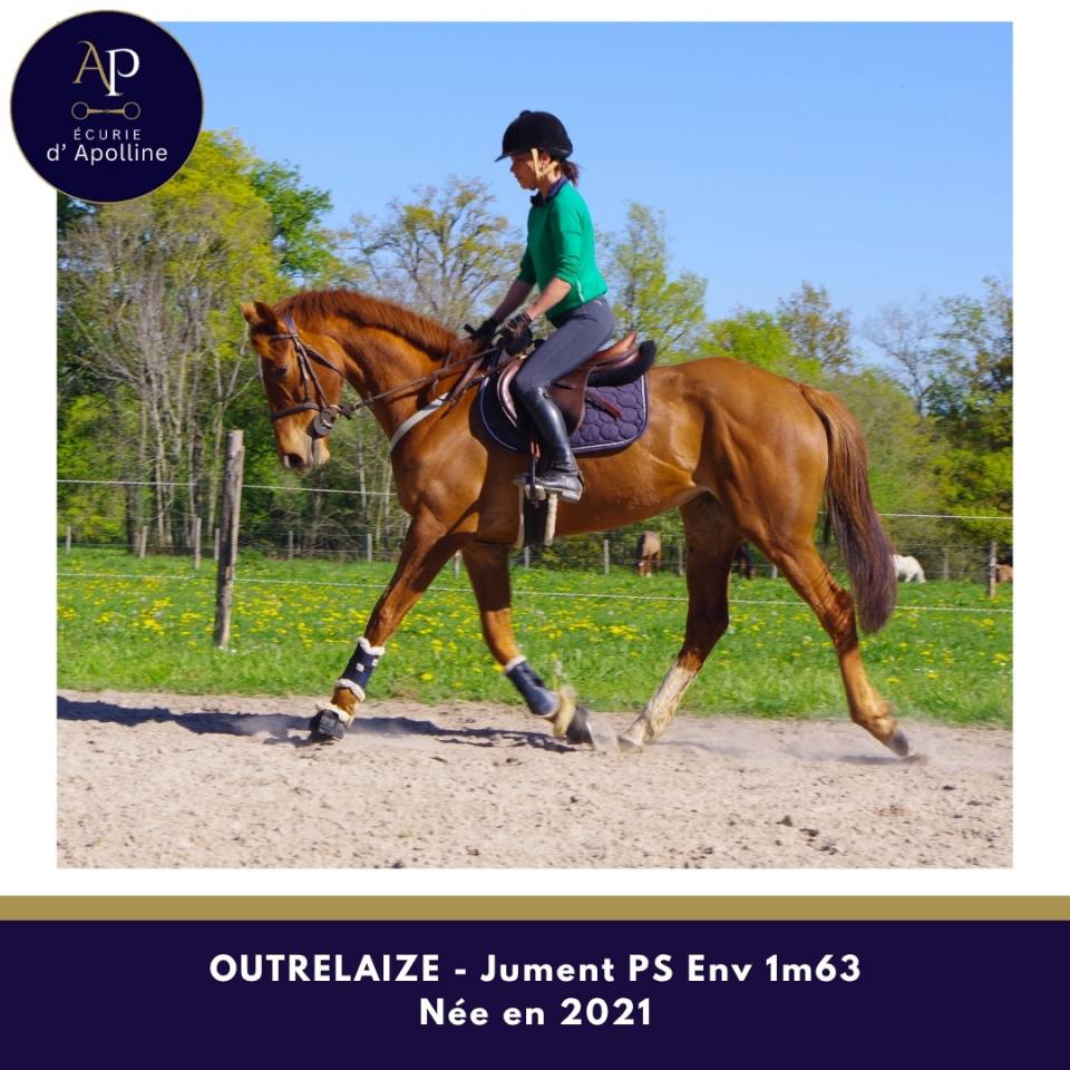 Jolie jument 5 ans bon coup de saut