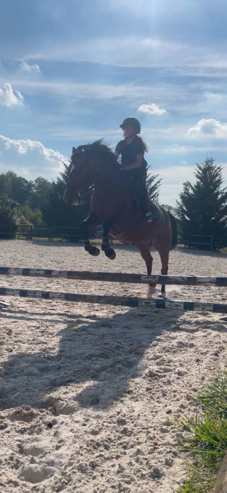 Jument Trotteuse baie