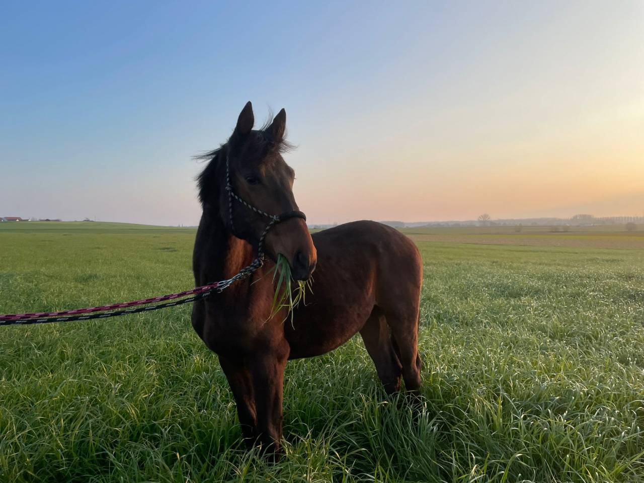 Poulain castr&eacute; 2 ans BWP