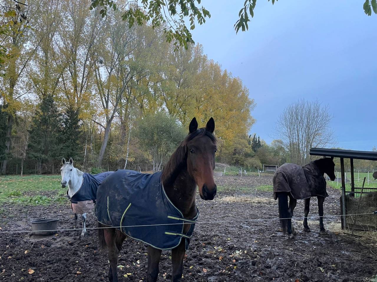 Poulain castr&eacute; 2 ans BWP