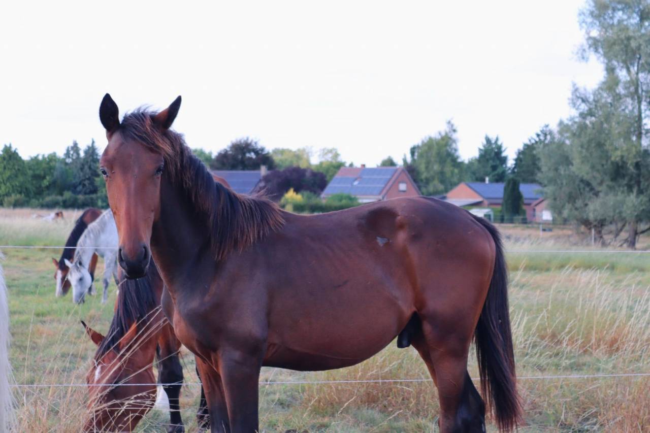 Poulain castr&eacute; 2 ans BWP