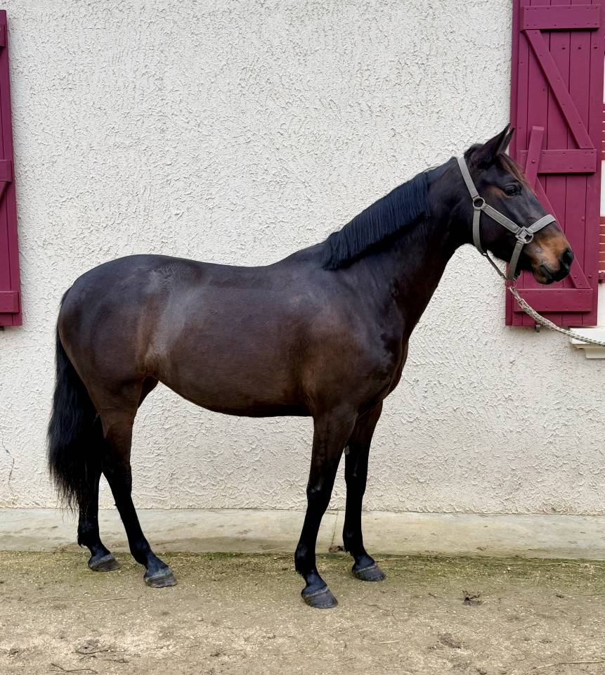 Jument onc &agrave; vendre 