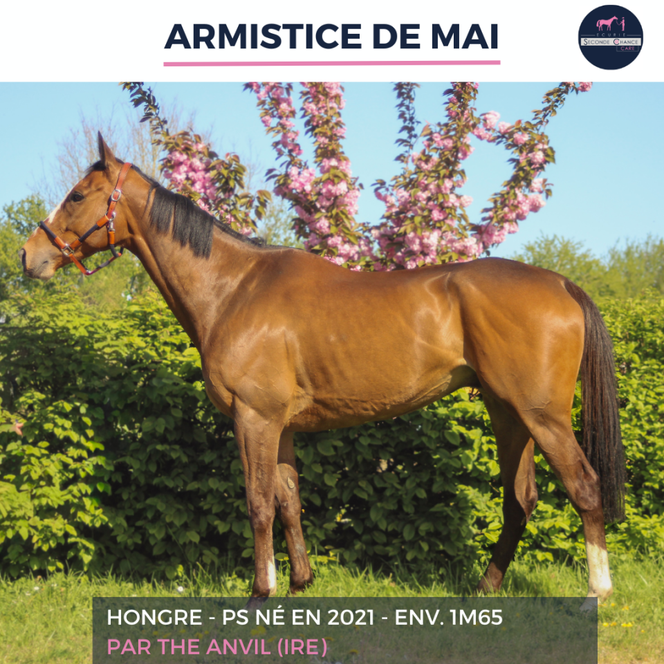ARMISTICE DE MAI - PS - 5 ANS