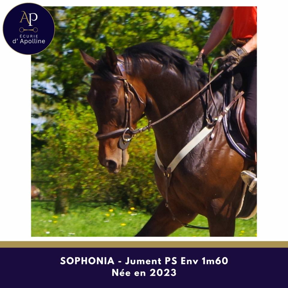 superbe jeune jument