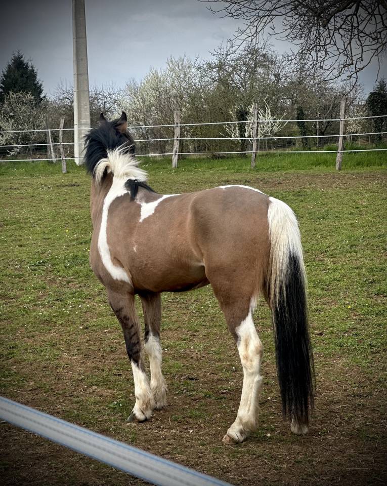Poney D 145cm 