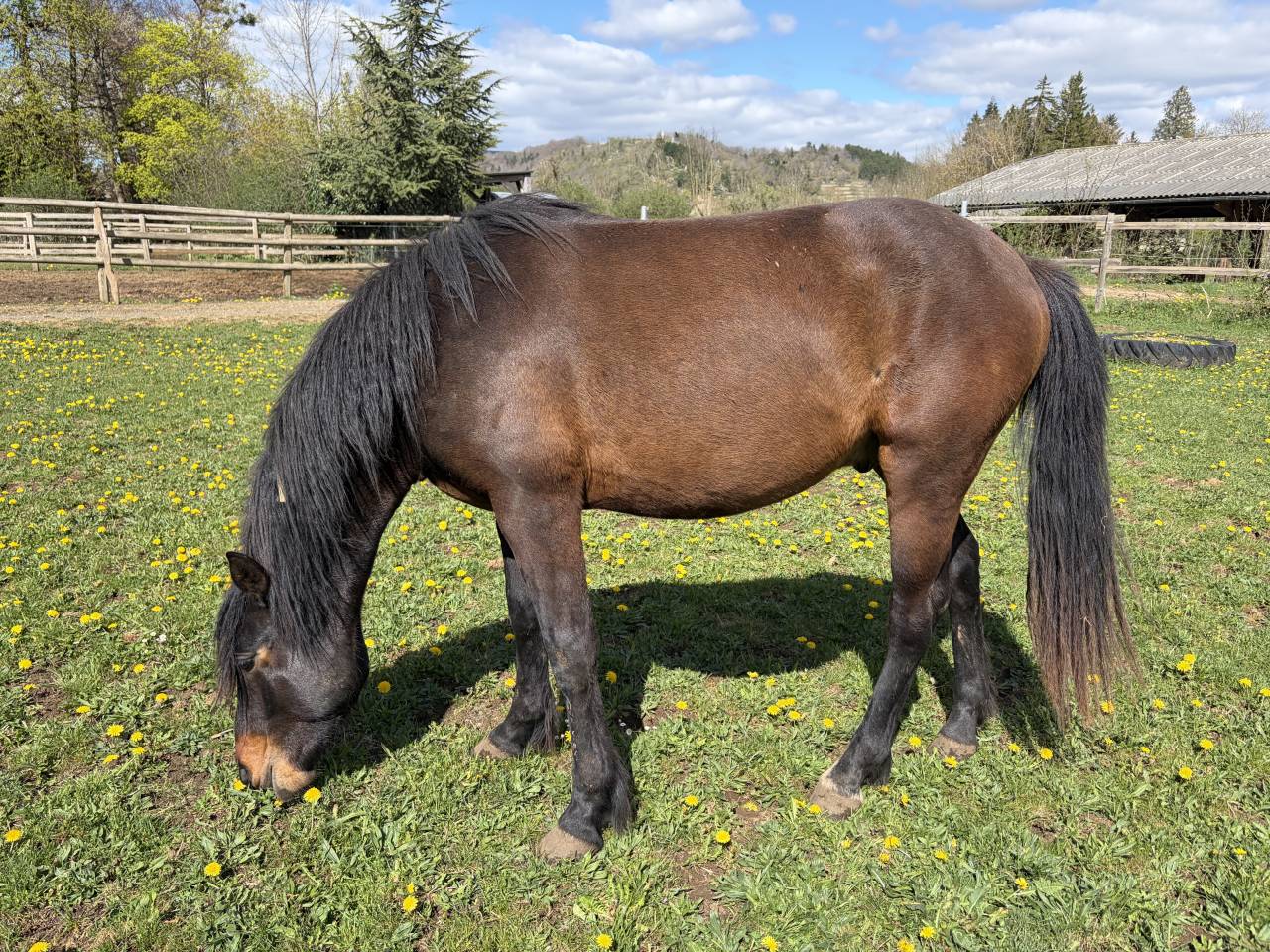 POULAIN CONNEMARA 2 ANS mod&egrave;le sport