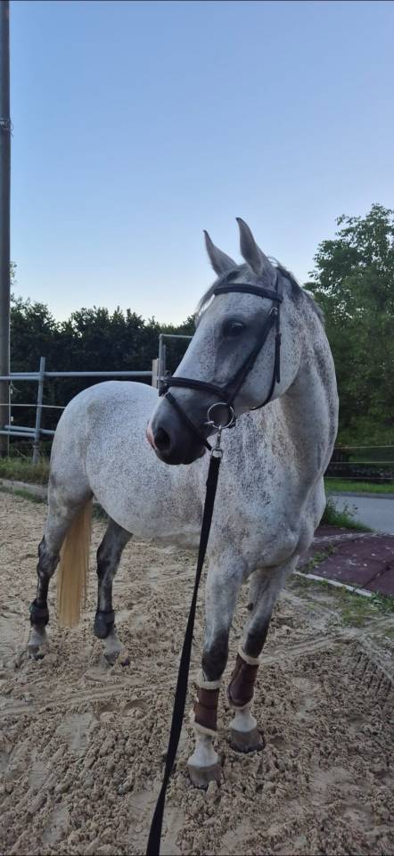 Jument demi-sang suisse 14 ans