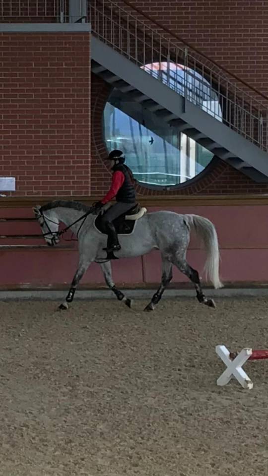 Jument demi-sang suisse 14 ans