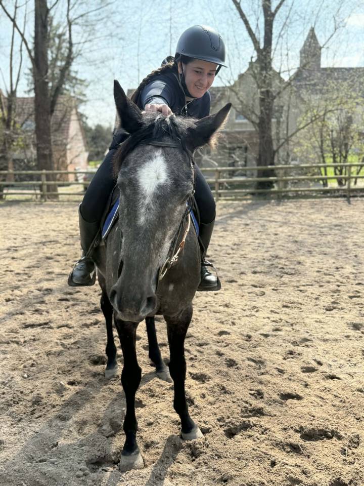 Beau Hongre gris de 5 ans Hyper polyvalent
