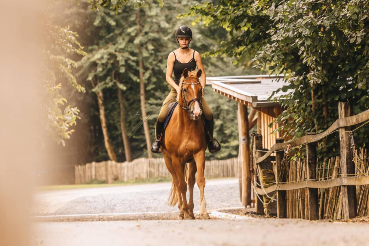 Jument Oldenburg 6 ans