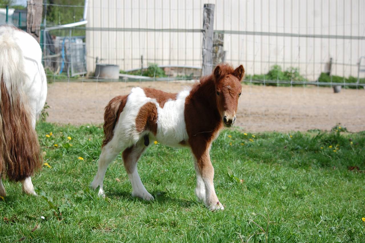 PONEY SHETLAND PP