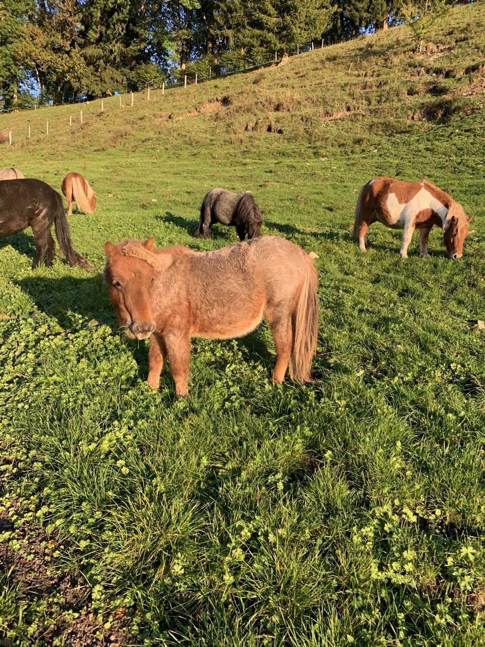 Poney shetland &agrave; vendre 
