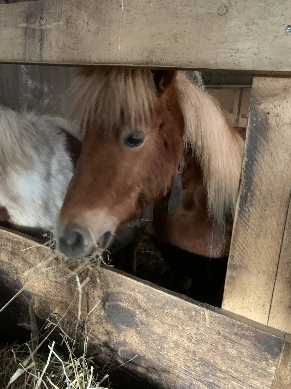 Poney shetland &agrave; vendre 