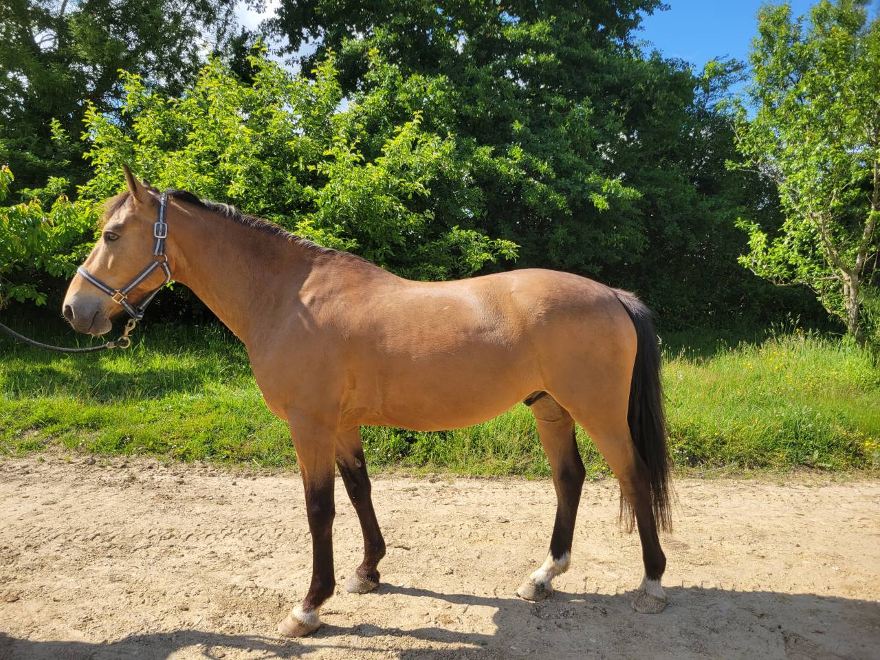 Poney Connemara 6 ans hors taille 