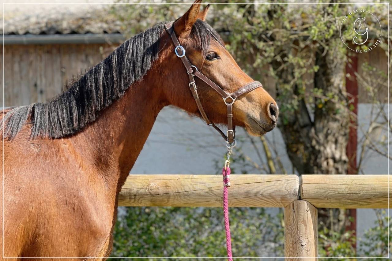 Jument SF par Balou Star