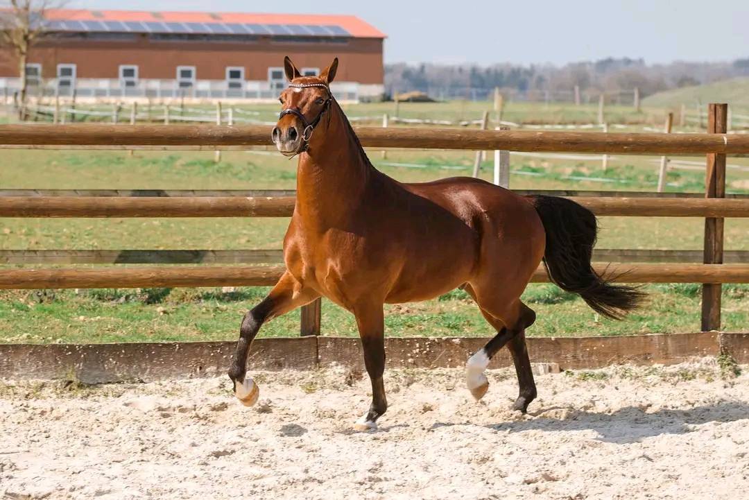 Magnifique hongre Franches-Montagnes &ndash; 3 ans, tr&egrave;s ge