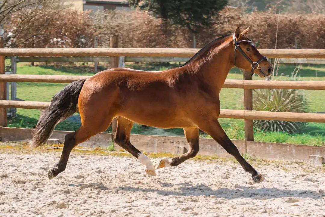 Magnifique hongre Franches-Montagnes &ndash; 3 ans, tr&egrave;s ge