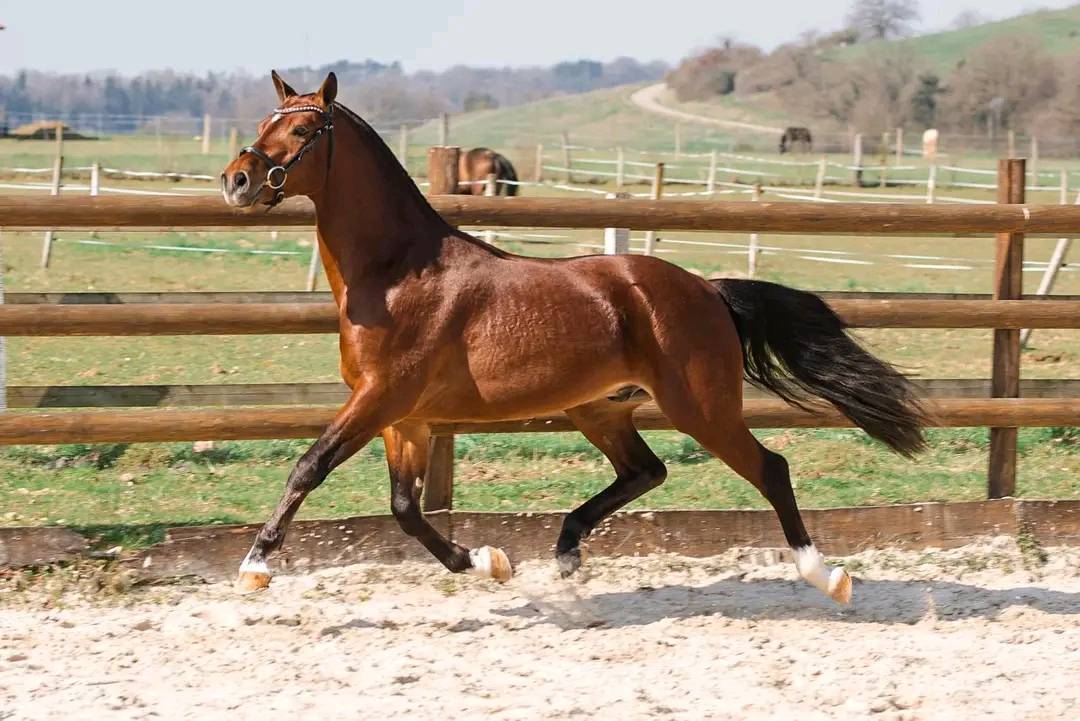Magnifique hongre Franches-Montagnes &ndash; 3 ans, tr&egrave;s ge