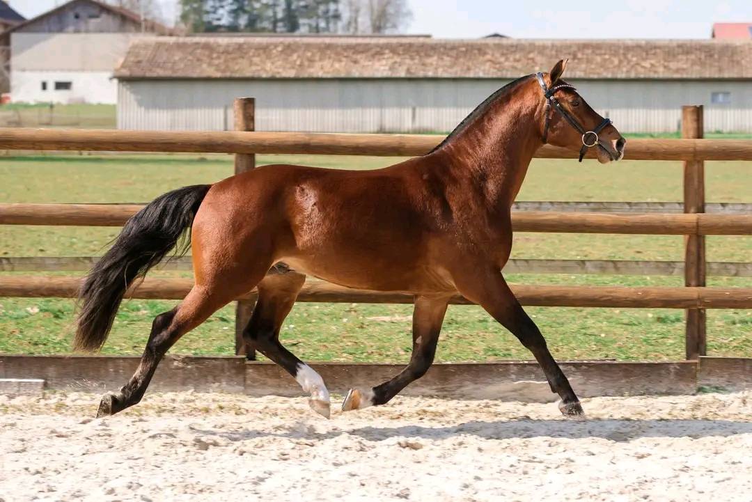 Magnifique hongre Franches-Montagnes &ndash; 3 ans, tr&egrave;s ge