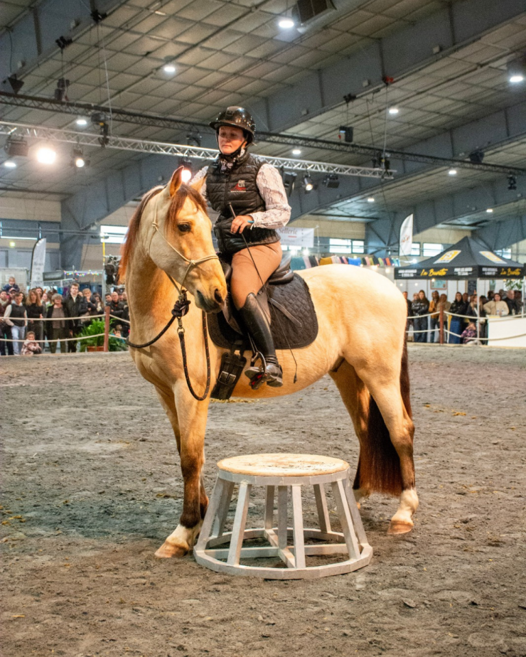 OLIVIO ANGOSTURA, superbe hongre PRE isabelle de 5 ans